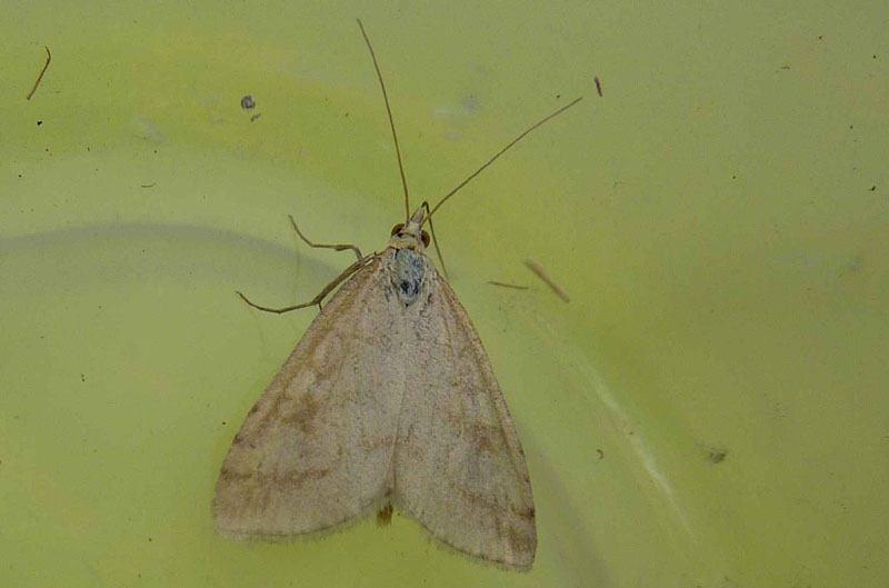 Udea lutealis - Crambidae..........dal Trentino